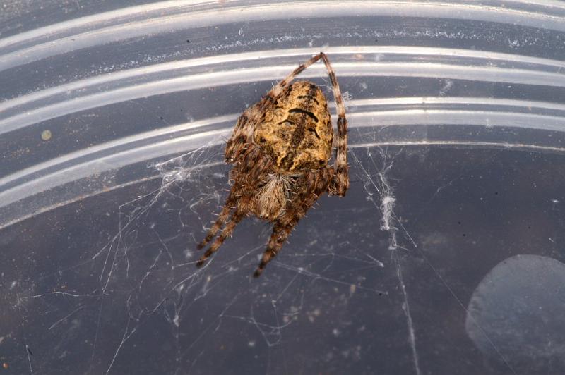 Araneus_ZZ326_D3702_Z_88_Hamelin pool_Australie.jpg